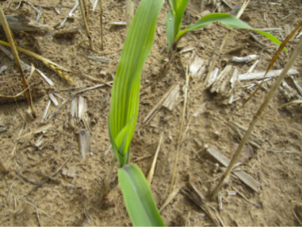 corn nutrient 3png